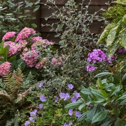 Shady Border Collection - 5m X 90cm 11 Shady Border Collection - 5m X 90cm -Garden Supplies Store 12811421 1265035132326108