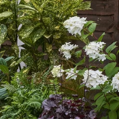 Shady Border Collection - 5m X 90cm 12 Shady Border Collection - 5m X 90cm -Garden Supplies Store 12811421 1645035132534332