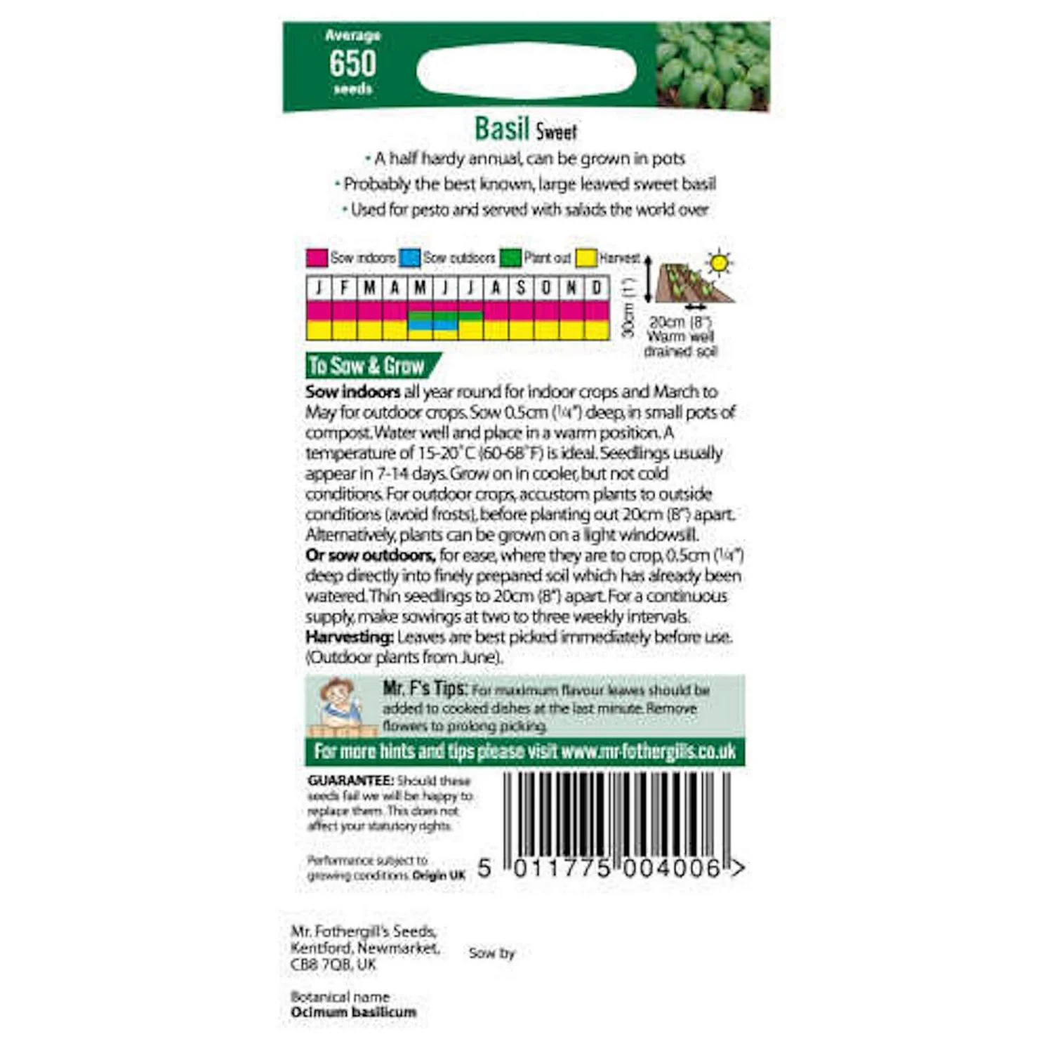 Mr. Fothergill's Basil Sweet Genovese (Ocimum Basilicum) Seeds 2 Mr. Fothergill's Basil Sweet Genovese (Ocimum Basilicum) Seeds - Image 2