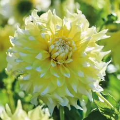 None Decorative Dahlia Grand Prix Flower Bulbs -Garden Supplies Store 12882829 6275020400310942