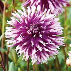 None Fimbriata Dahlia Table Dancer -Garden Supplies Store 12882831 1865020400303883