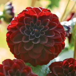 None Decorative Dahlia Arabian Night -Garden Supplies Store 12882838 3385020400477853