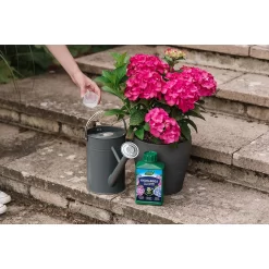 Westland Hydrangea Feed - 1l 10 Westland Hydrangea Feed - 1l -Garden Supplies Store 12886486 1744971590629542