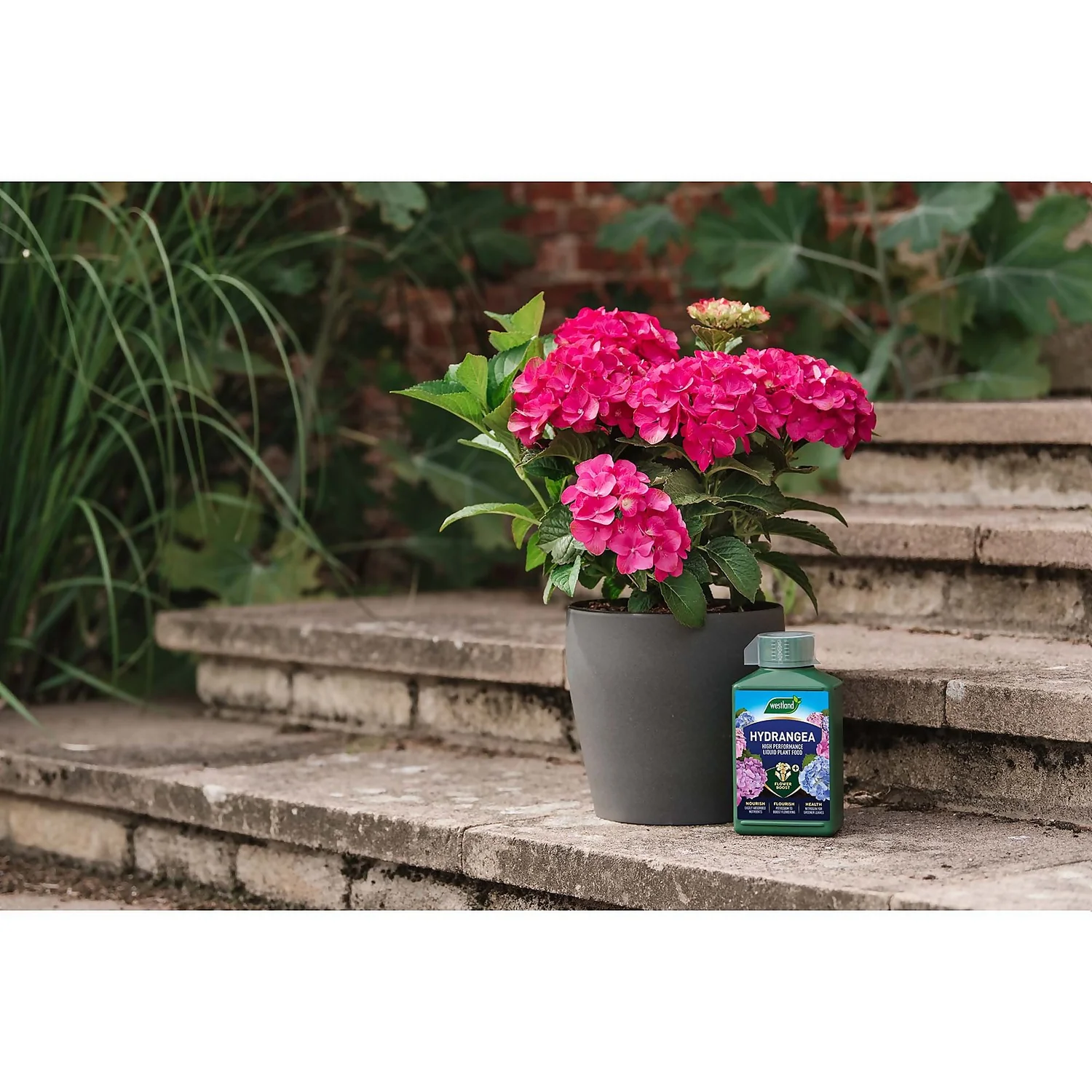 Westland Hydrangea Feed - 1l 4 Westland Hydrangea Feed - 1l - Image 4