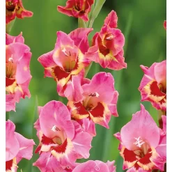 Large Flowering Gladioli Candy -Garden Supplies Store 12889021 1085020401649269