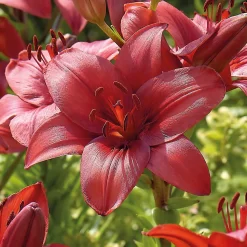 Lily Red Highland -Garden Supplies Store 12889024 2525020401999087