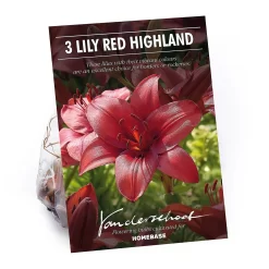 Lily Red Highland