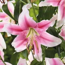Tree Lily Anastasia -Garden Supplies Store 12889028 2295020402544706