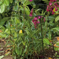 Smart Garden Flexiring Single 35cm With 60cm Legs 3 Smart Garden Flexiring Single 35cm With 60cm Legs -Garden Supplies Store 12889116 1934856734792755