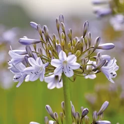Agapanthus Silver Arrow -Garden Supplies Store 12889202 1585020401783252