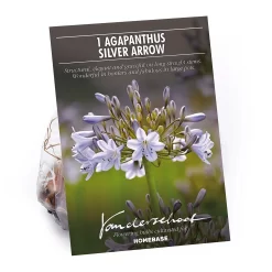 Agapanthus Silver Arrow