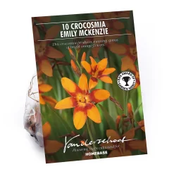 Crocosmia Emily McKenzie