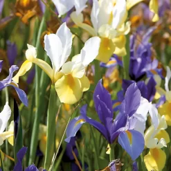 None Dutch Iris Mixed -Garden Supplies Store 12889216 1665022410645361
