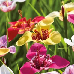 None Tigridias Pavonia Mixed 5 None Tigridias Pavonia Mixed -Garden Supplies Store 12889221 1625022410872926
