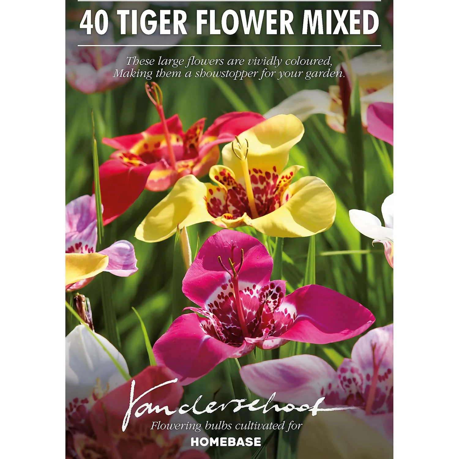 None Tigridias Pavonia Mixed 2 None Tigridias Pavonia Mixed - Image 2