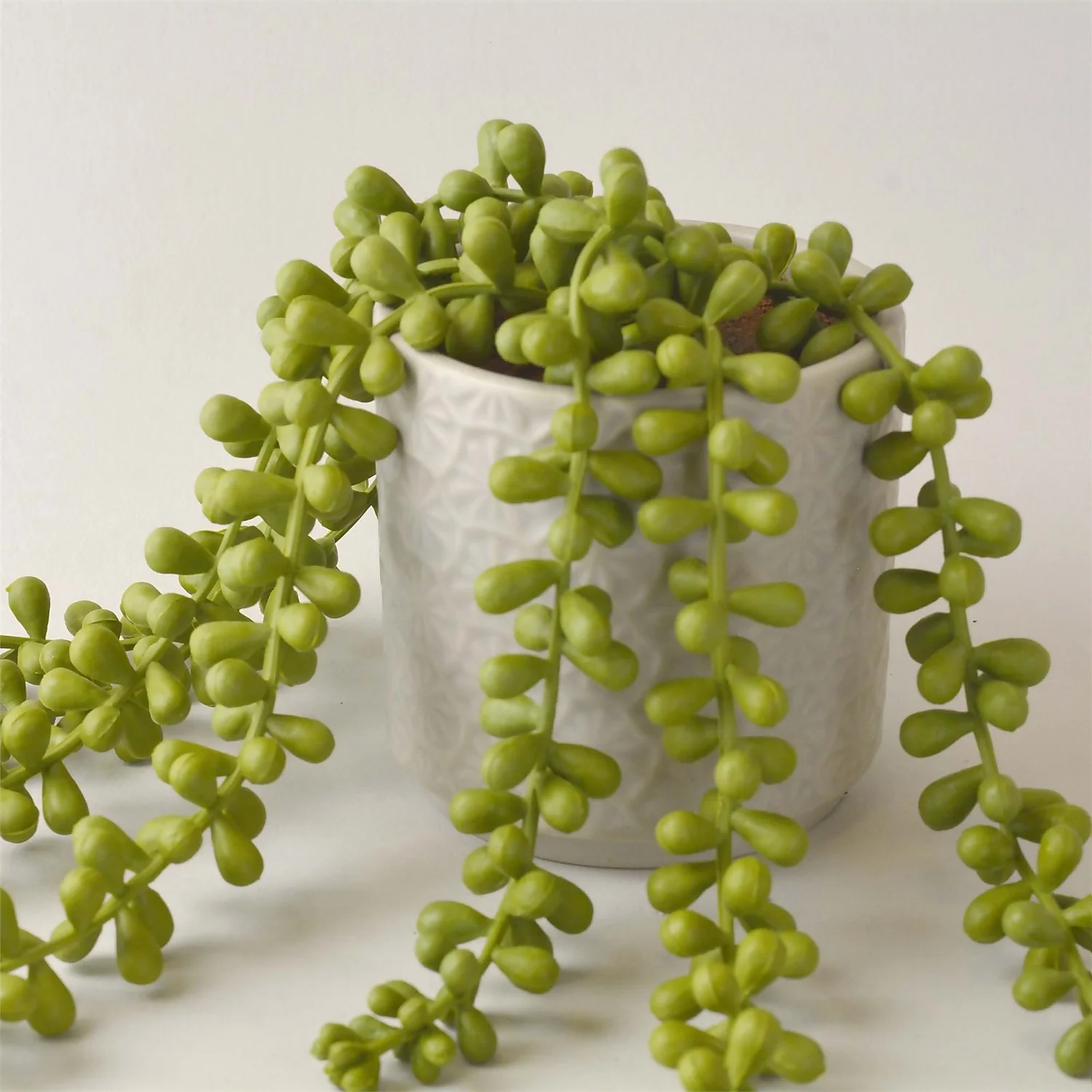 House Beautiful String Of Pearls In Ceramic Pot 2 House Beautiful String Of Pearls In Ceramic Pot - Image 2