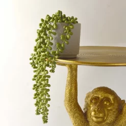 House Beautiful String Of Pearls In Ceramic Pot 7 House Beautiful String Of Pearls In Ceramic Pot -Garden Supplies Store 12890040 3924857412833165