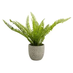 Maidenhair Fern In Ceramic Pot -Garden Supplies Store 12890042 1544868121170856