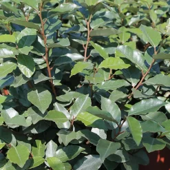 Eleagnus Ebbingei Compacta 10L