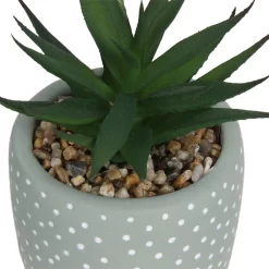 Small Succulent - Green -Garden Supplies Store 12909501 2094869235594320