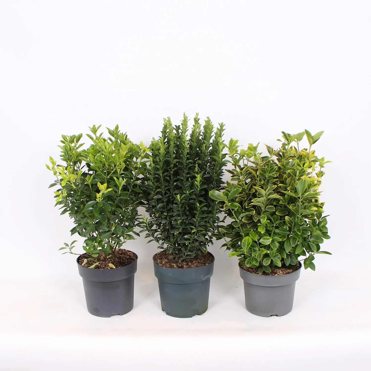 Euonymus Mix (Exclusive) 23cm 1 Euonymus Mix (Exclusive) 23cm