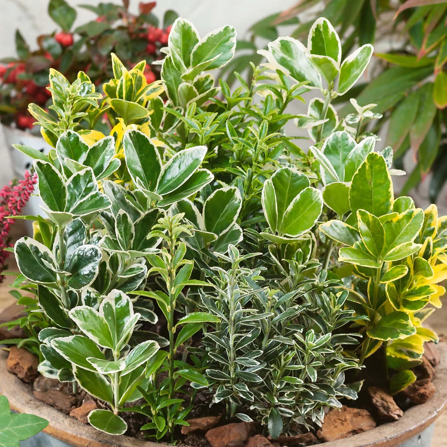 Euonymus Mix (Exclusive) 23cm 2 Euonymus Mix (Exclusive) 23cm - Image 2