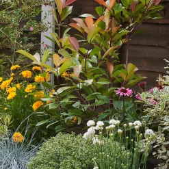 Sunny Border 2m X 40cm 12 Sunny Border 2m X 40cm -Garden Supplies Store 13096631 1665035113893895