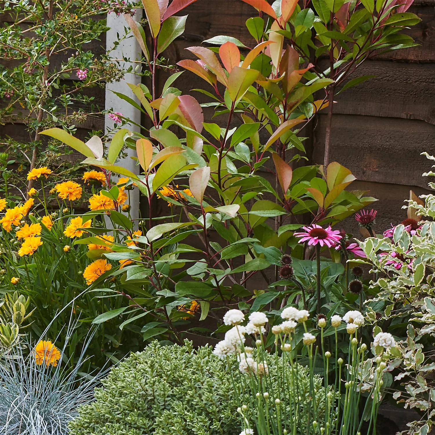 Sunny Border 2m X 40cm 6 Sunny Border 2m X 40cm - Image 6