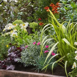 Sunny Border 2m X 40cm 10 Sunny Border 2m X 40cm -Garden Supplies Store 13096631 2045035113807096