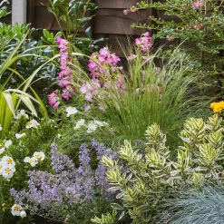 Sunny Border 2m X 40cm 11 Sunny Border 2m X 40cm -Garden Supplies Store 13096631 9885035113850929