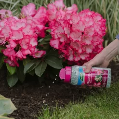 Westland Ericaceous Granular Plant Food 900g 5 Westland Ericaceous Granular Plant Food 900g -Garden Supplies Store 13411839 1274971590758911