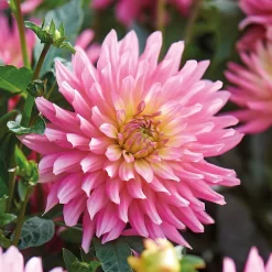 None Decorative Dahlia Extase Flower Bulbs -Garden Supplies Store 13436283 1615022410698833