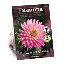 None Decorative Dahlia Extase Flower Bulbs