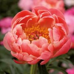 None Peony Lactiflora Coral Sunset Flower Bulb -Garden Supplies Store 13436289 2535022448150857