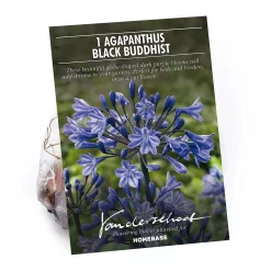 Agapanthus Black Buddhist Flower Bulb