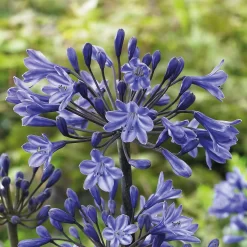 Agapanthus Black Buddhist Flower Bulb -Garden Supplies Store 13436301 2145022448067823