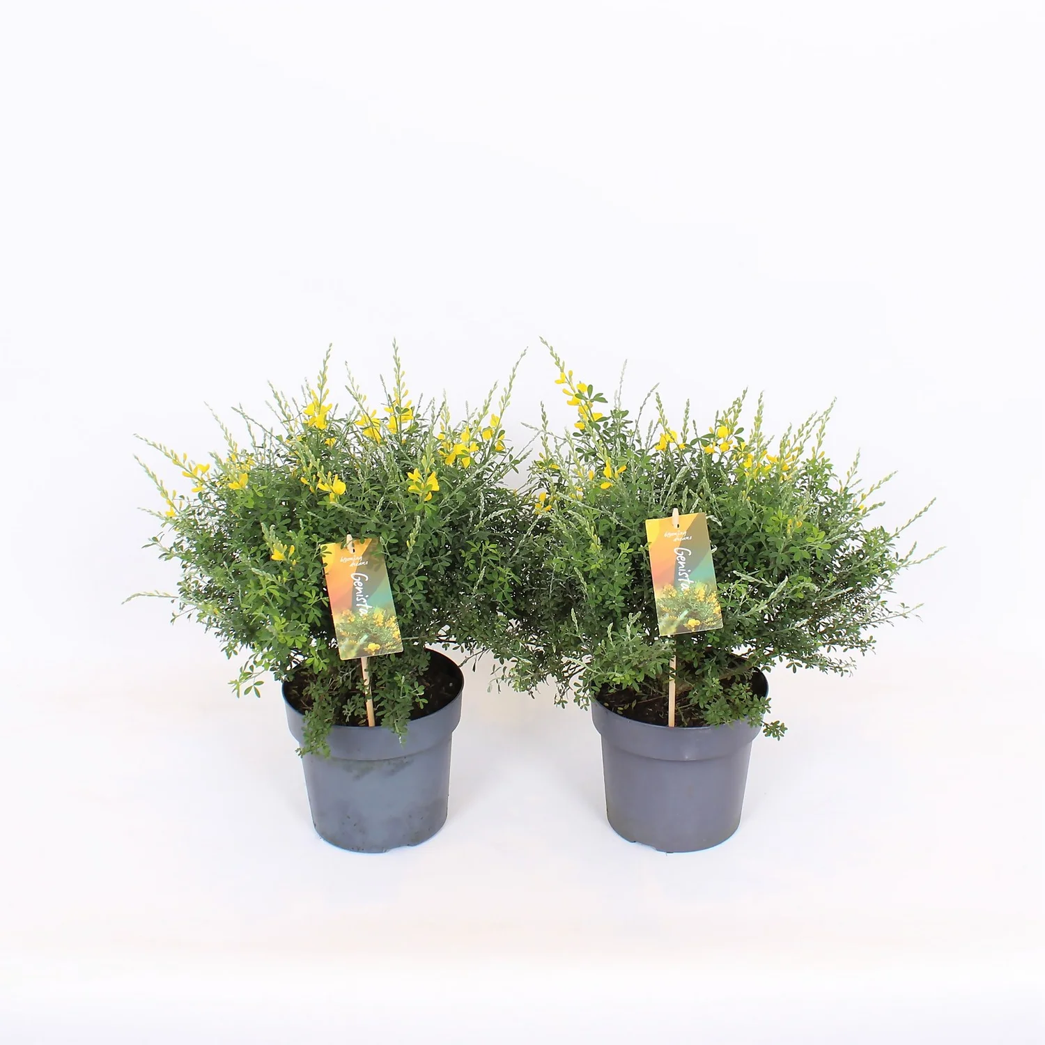 Genista Blooming Dreams 17cm 1 Genista Blooming Dreams 17cm