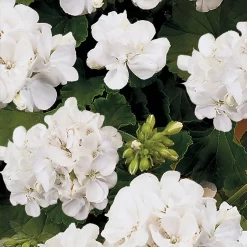 Geranium White 1L