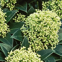 Skimmia Japonica White Globe 10.5cm