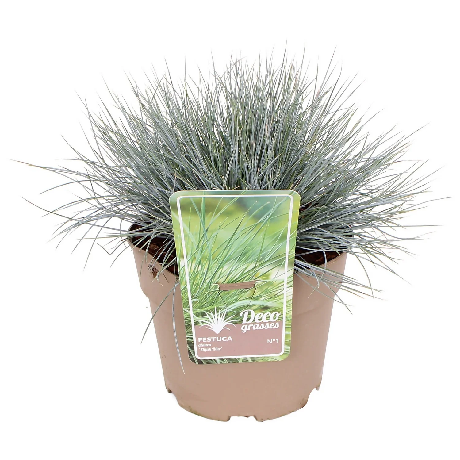 Grass Festuca Glauca Elijah Blue 19cm (Blue Fescue) 1 Grass Festuca Glauca Elijah Blue 19cm (Blue Fescue)