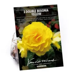 Begonia Double Yellow