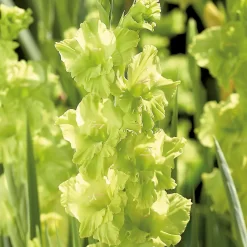 Gladiolus Kio -Garden Supplies Store 14194646 5325015428935249