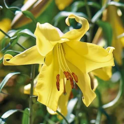 Lillium Golden Splendour -Garden Supplies Store 14194648 1955015428964127