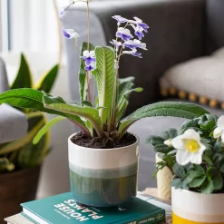 Two Tone Ombre Indoor Plant Pot - 12cm -Garden Supplies Store 14197407 2875024191340553