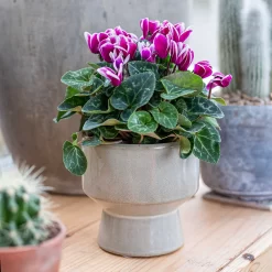 Chamfered Indoor Plant Pot - 13cm -Garden Supplies Store 14197408 5005024191396185