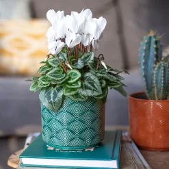 Art Deco Indoor Plant Pot - 12cm -Garden Supplies Store 14197411 3485024190881577