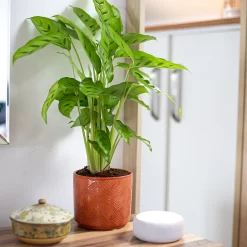 Art Deco Indoor Plant Pot - 12cm -Garden Supplies Store 14197411 5485024190924552