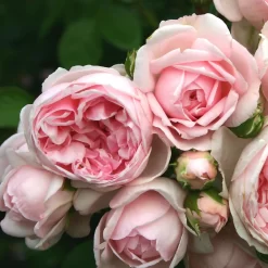 Rose Shrub Pink Mix 4.5L -Garden Supplies Store 14238156 1085058463663980