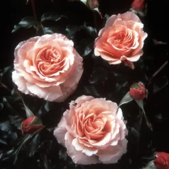 Rose Shrub Pink Mix 4.5L -Garden Supplies Store 14238156 3355058463469598