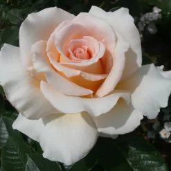 Rose Shrub Pink Mix 4.5L -Garden Supplies Store 14238156 4315058463620135